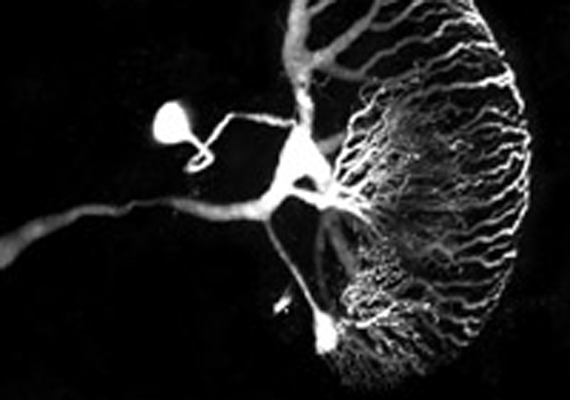two-photon scan of the LGMD neuron