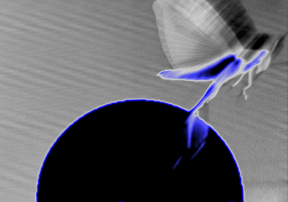 locust jumping away from an expanding disc