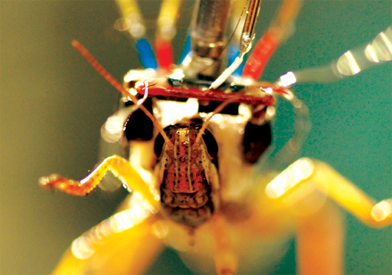 locust with radio transmitter backpack